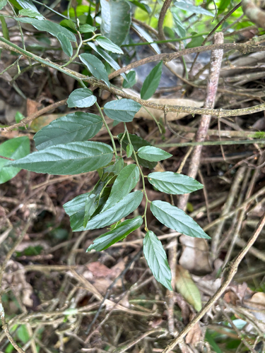 Ventilago leiocarpa, photograph 1