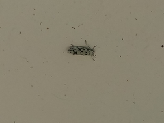 Ethmia notatella
