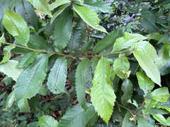 Castanopsis indica, photograph (c) 黃美滿, some rights reserved (CC BY)