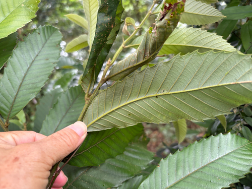 Castanopsis indica observed 2026-08-01