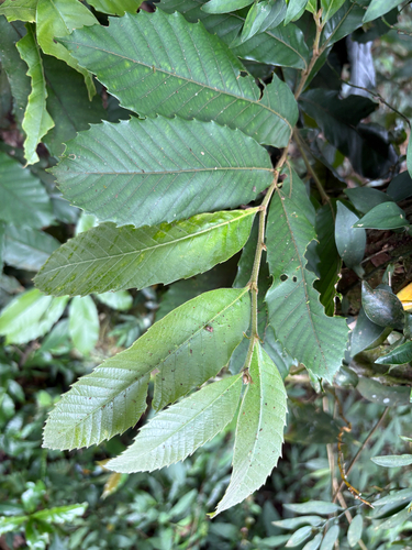 Castanopsis indica, photograph 2