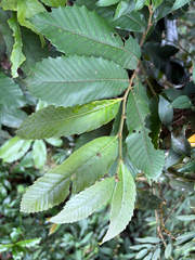 Castanopsis indica, photograph (c) 黃美滿, some rights reserved (CC BY)