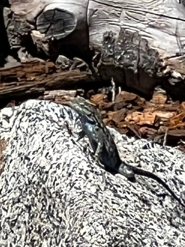 iNaturalist observation photo of Western Fence Lizard