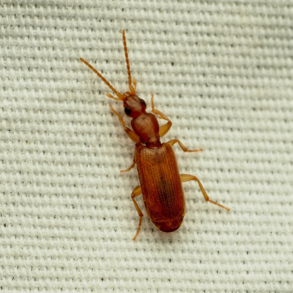 Pseudaptinus dorsalis