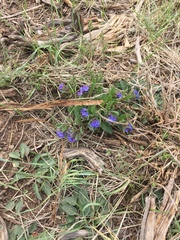 Mertensia oblongifolia