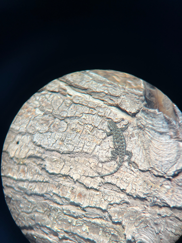iNaturalist observation photo of Western Fence Lizard