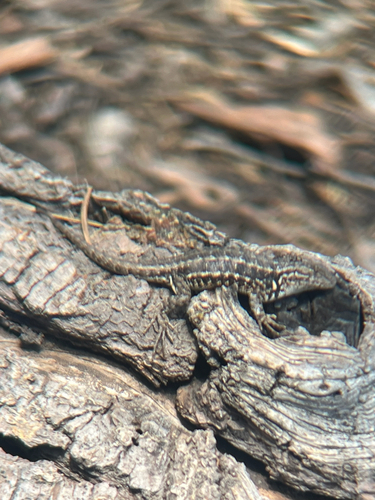 iNaturalist observation photo of Common Sagebrush Lizard