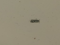 Ethmia notatella