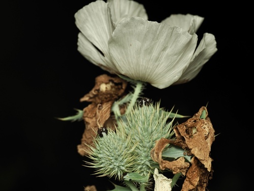 Argemone albiflora, photograph 2