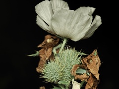 Argemone albiflora, photograph (c) Joshua Ebright, some rights reserved (CC BY)