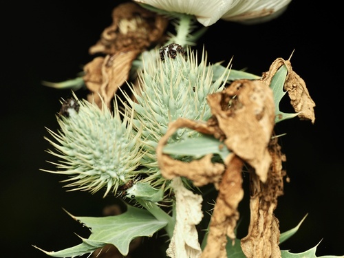 Argemone albiflora, photograph 3