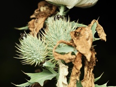 Argemone albiflora, photograph (c) Joshua Ebright, some rights reserved (CC BY)