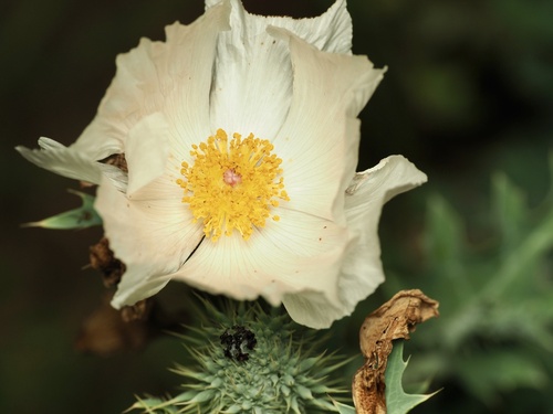 Argemone albiflora, photograph 4