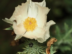 Argemone albiflora, photograph (c) Joshua Ebright, some rights reserved (CC BY)