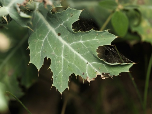 Argemone albiflora, photograph 5