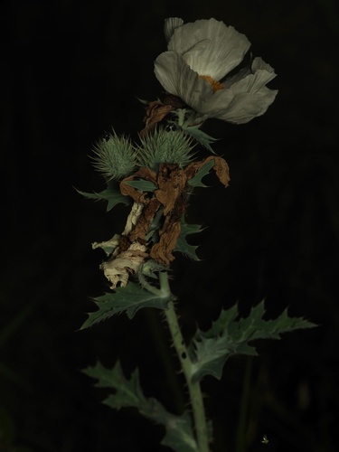 Argemone albiflora, photograph 6