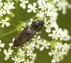 Cardiophorinae