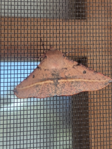 Pink-bellied Moth