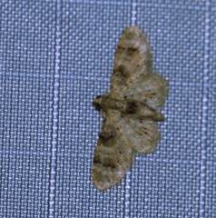 Gymnoscelis admixtaria