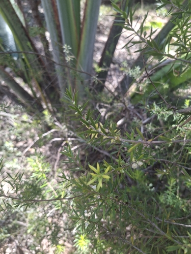 Styphelia leptospermoides, 2026-08-02