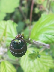 Timarcha tenebricosa