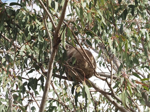 Koala