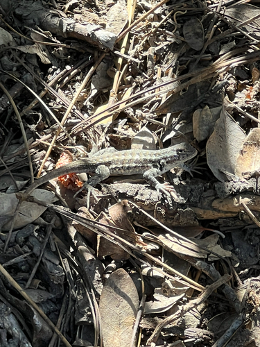 iNaturalist observation photo of Common Sagebrush Lizard
