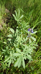 Lupinus formosus