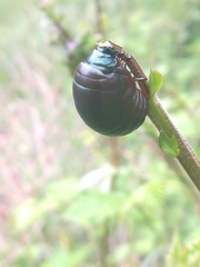 Timarcha tenebricosa