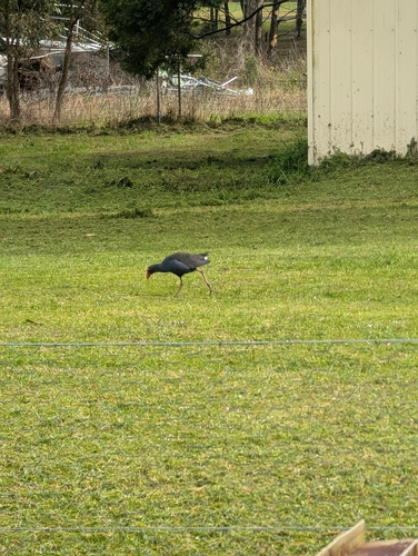 Australasian Swamphen