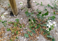 Angiospermae