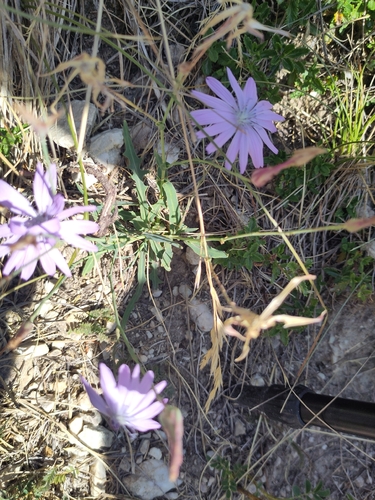 Lactuca perennis, photograph 6