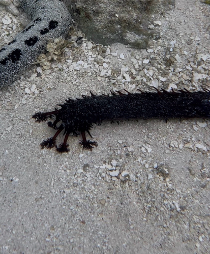Holothuria leucospilota observed 2026-08-01