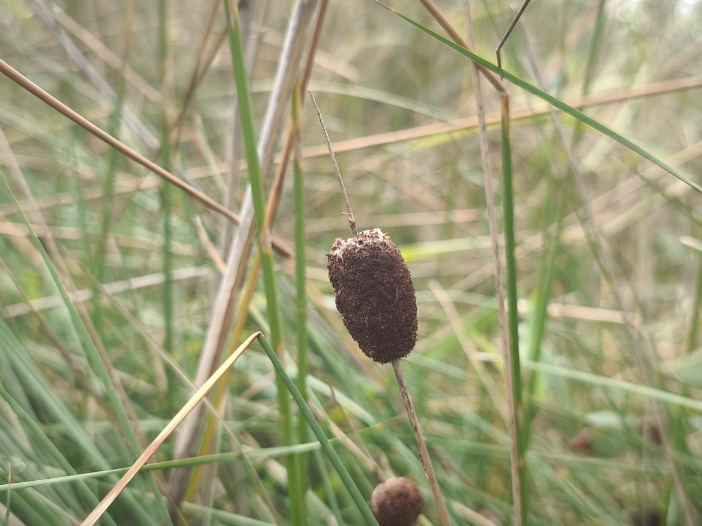 Typha minima; photograph (c) arthur_haendler, some rights reserved (CC BY)