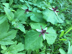 Trillium stamineum