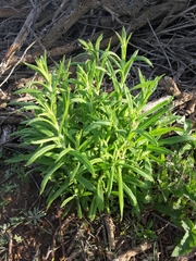 Pseudognaphalium ramosissimum