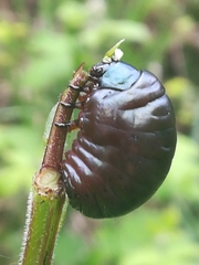 Timarcha tenebricosa