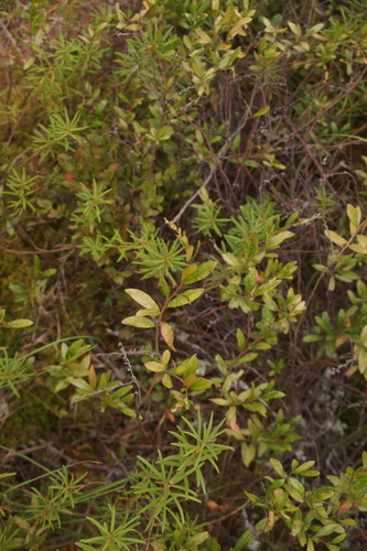 leatherleaf