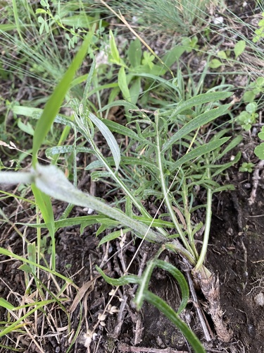 Jurinea arachnoidea, photograph 6