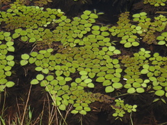 Salvinia auriculata