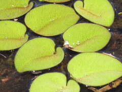 Salvinia auriculata