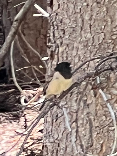 iNaturalist observation photo of Dark-eyed Junco