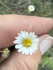 Erigeron modestus, photograph (c) ashleyrsteel, some rights reserved (CC BY)