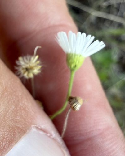 Erigeron modestus, photograph 3