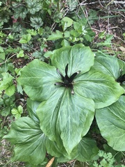 Trillium kurabayashii