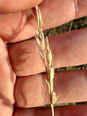 Tridentopsis mutica, photograph (c) ashleyrsteel, some rights reserved (CC BY)