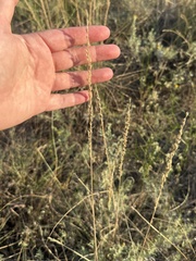 Tridentopsis mutica, photograph (c) ashleyrsteel, some rights reserved (CC BY)