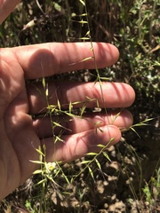 Festuca microstachys