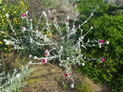 Cirsium occidentale occidentale