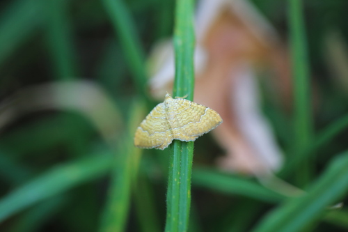 Yellow Shell Moth